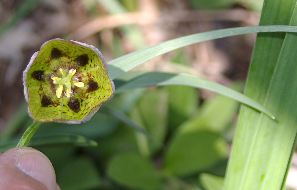 Fritillaria involucrata/Meleagride piemontese